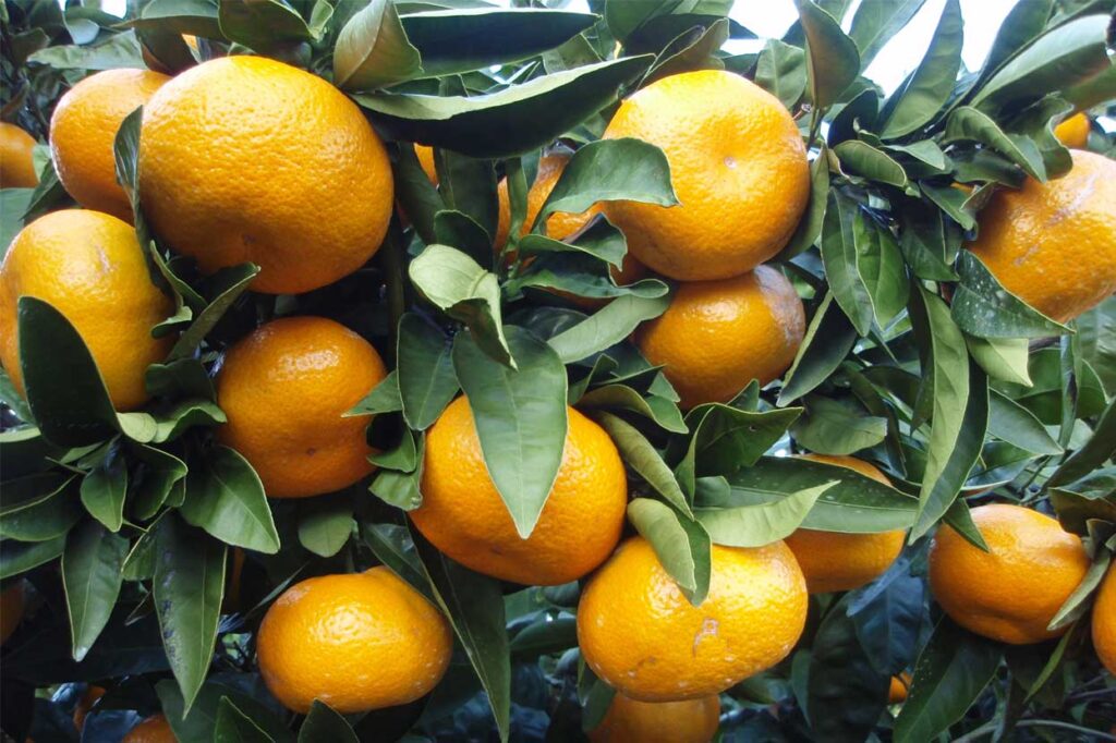 Seferihisar Mandalinası: Ege’nin Tatlı Satsuma’sı